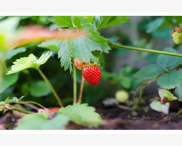 中药食疗：自然之道，养生之术